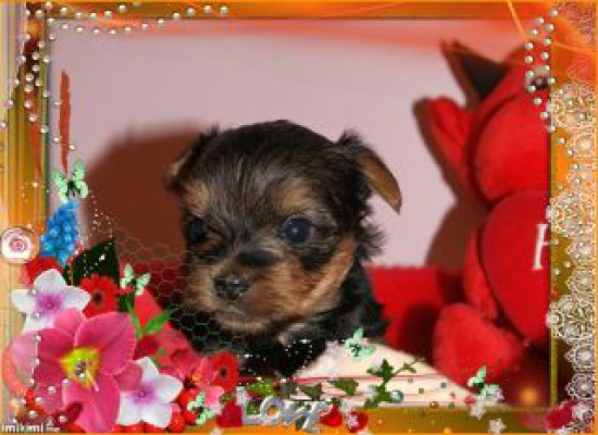  Yorki, Yorkshire Terier, śliczne szczenięta z metryką